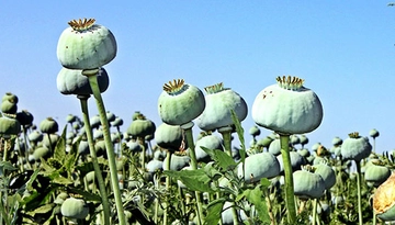 Haşhaş Bitkisi Kullanımı ve Faydaları Nelerdir? Haşhaş Bitkisi Kullanımı ve Faydaları Nelerdir?